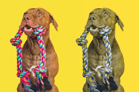 آیا گربهها و سگها رنگ را تشخیص میدهند؟