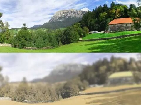 آیا گربهها و سگها رنگ را تشخیص میدهند؟