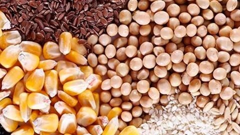 آغاز خرید دانه روغنی سویا برای نخستین بار در استان کرمانشاه