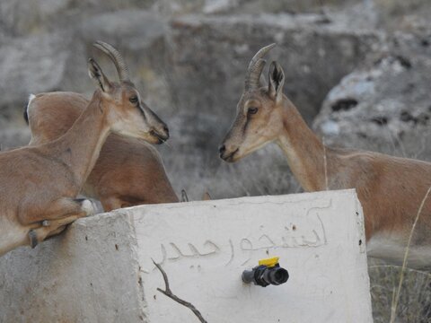 نذر آب رسانی به محیط زیست راه بیندازیم/
گفتوگو با سنگکار درگزی که با هنرش بهکمک حیاتوحش آمده است