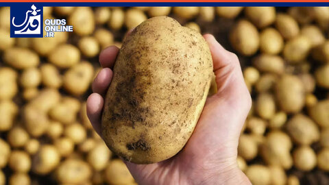 به دلیل سیاست یک بام و دو هوا/سیبزمینی داخلی صادر، سیبزمینی خارجی وارد میشود!