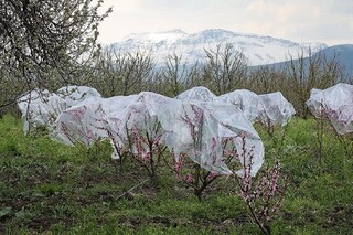 راهکارهای جلوگیری از سرمازدگی در باغات، گلخانه‌ها و سالن‌های پرورش قارچ خوراکی