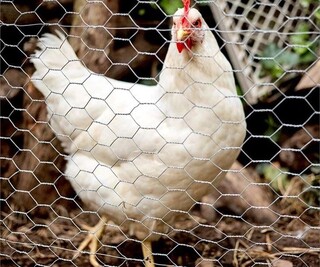 خروج بدون مجوز گوشت مرغ از مازندران ممنوع شد