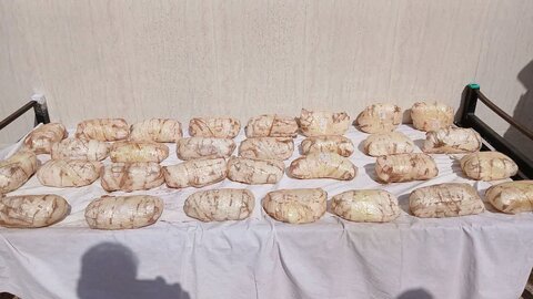 امحاء بیش از ۳ تن انواع موادمخدر در غرب استان تهران