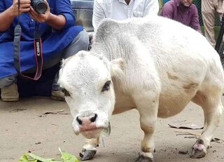 عکس| تصویری بامزه از رانی، کوچکترین گاو جهان
