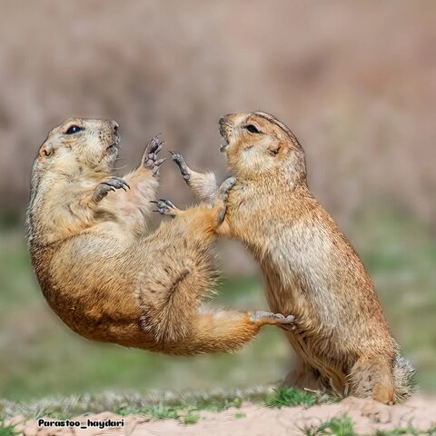 عکس | تصویری جالب از جنگ تنبهتن سنجابهای زمینی
