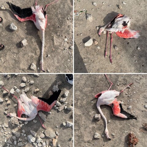 عکس | تصاویری دلخراش از قتل فلامینگوها