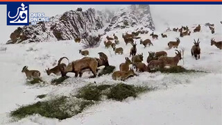 فیلم | تصاویر کم‌نظیر از چرای بزهای کوهی در قله‌های البرز