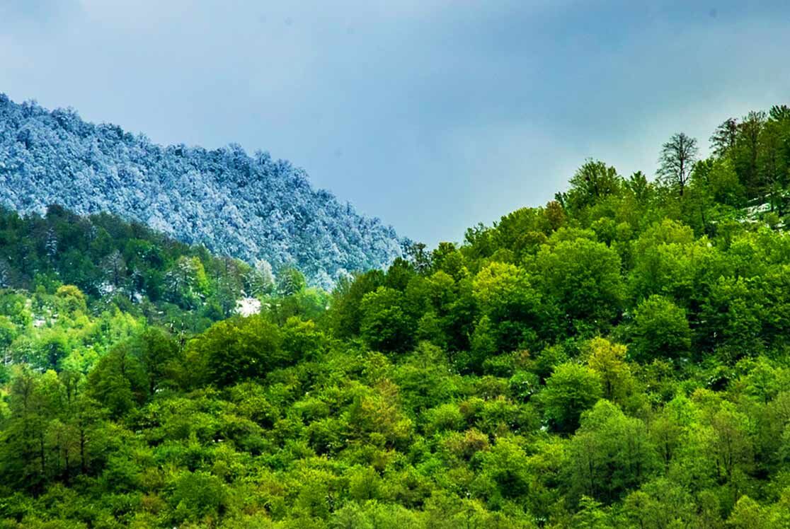 الگوی جنگل‌داری اجتماعی برای جنگل‌های زاگرس در دستور کار است