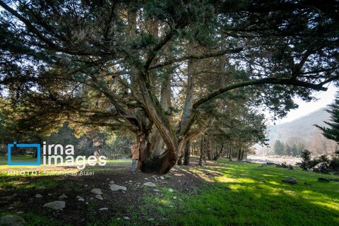 سقوط درختان کهنسال در گلستان