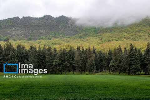 سقوط درختان کهنسال در گلستان