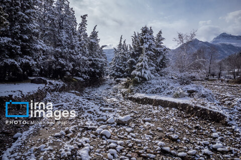 سقوط درختان کهنسال در گلستان