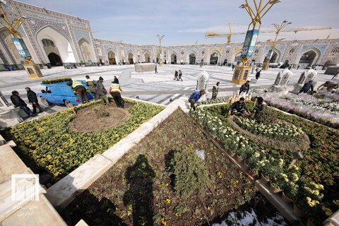 گلآرایی حرم منور رضوی برای استقبال از نوروز و زائران در بهار ۱۴۰۴/ طراوت بهاری در حرم مطهر رضوی
