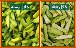خلال باقلا را به جای خلال پسته نخرید!