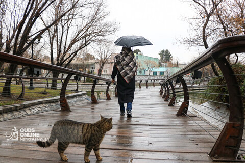 بارش باران در مشهد