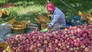 گره صادرات سیب آذربایجان غربی باز شد