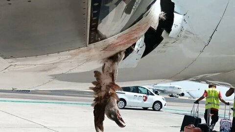 عکس | برخورد عقاب با هواپیما پرواز شیراز-تهران را کنسل کرد!