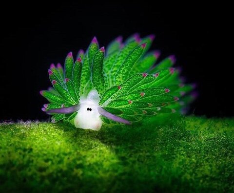 عکس | تصویری باورنکردنی و شگفتانگیز از گوسفند دریایی!