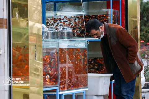بازار ماهی قرمز سال نو