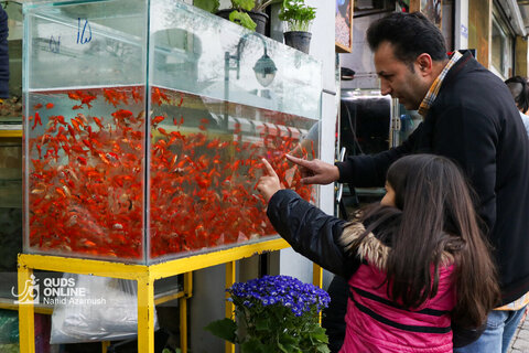 بازار ماهی قرمز سال نو