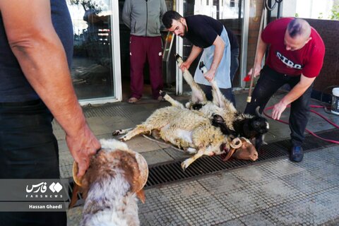 عکس | خدماترسانی ایرانیان به جنگ زدگان لبنان