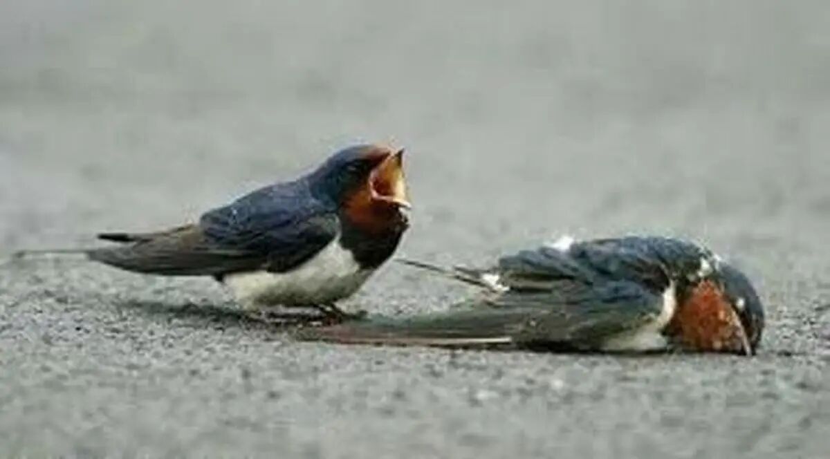 صدای انفجار در چهارشنبه سوری باعث مرگ پرندگان می‌شود