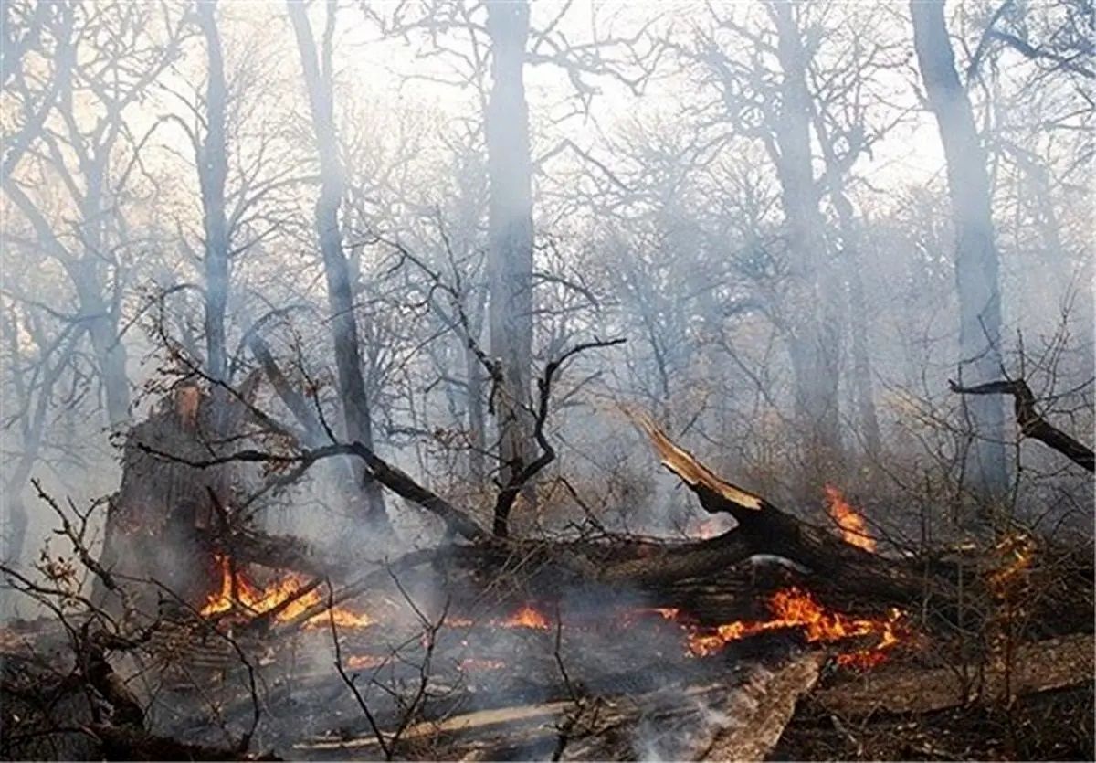 جنگل‌ها چرا می سوزند؟ راه‌های پیشگیری از آتش‌سوزی جنگل‌ها