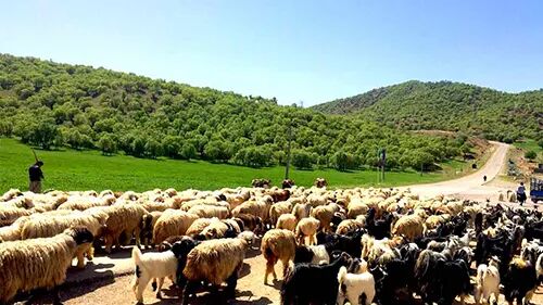 سرمایه‌گذاری در جامعه عشایری، کشور را از واردات گوشت بی‌نیاز می‌کند