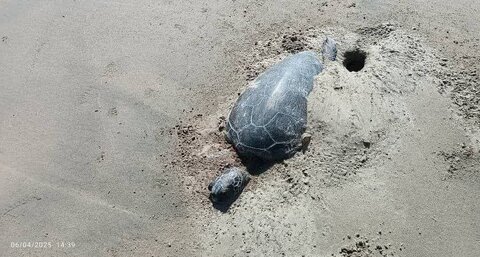 عکس | تصاویر غمگین از تلفات لاک پشت های دریایی در سواحل جاسک