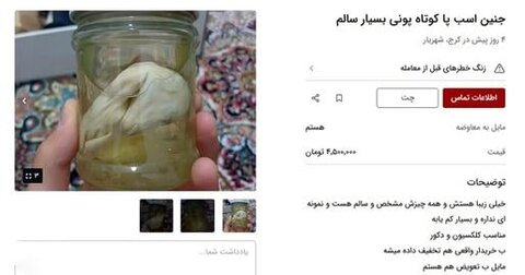 عکس | فروش جنین اسب در ایران / قیمت ۴.۵ میلیون ناقابل!