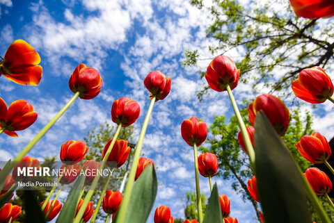 عکس منتخب هفته | از سفر عارف به مشهد تا تجمع علیه جنایات رژیم صهیونیستی در تهران