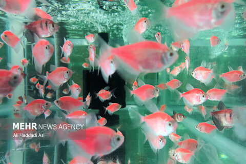 عکس منتخب هفته | از سفر عارف به مشهد تا تجمع علیه جنایات رژیم صهیونیستی در تهران