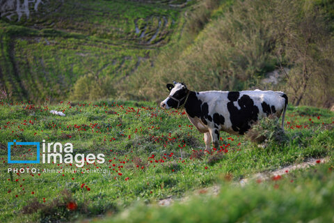 عکس منتخب هفته | از سفر عارف به مشهد تا تجمع علیه جنایات رژیم صهیونیستی در تهران