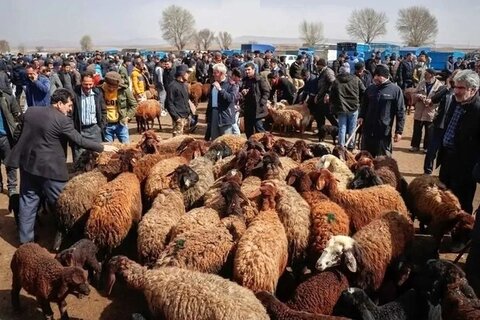 در کدام استان قیمت دام زنده کمتر است؟