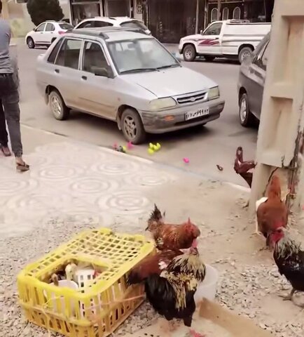 عکس | تصاویری بامزه از بزرگ‌ترین فرار جوجه‌ای
