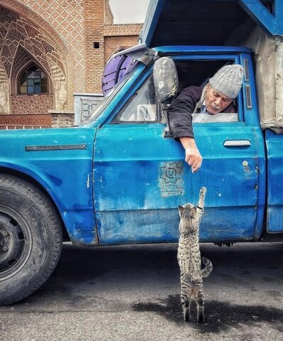 عکس | تصویری بامزه از یک گربه در بازار تبریز