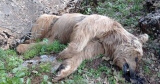 تدبیر فوری برای حفاظت از خرس‌های قهوه‌ای فارس در برابر ماشین‌آلات کشاورزی