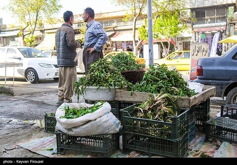 بازار فروش گیاهان بهاری در سنندج