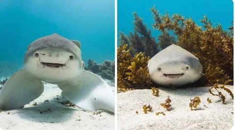 عکس | کوسهای مهربانتر از حد تصور!