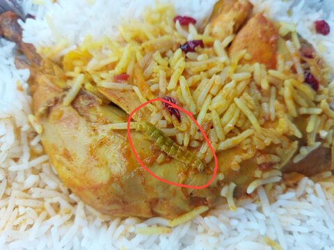 عکس | بازهم در غذای دانشجویان حشره پیدا شد!