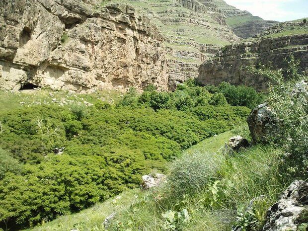 تور دیپلماتیک سه کشور خارجی در «درگز» خراسان‌رضوی برگزار شد
