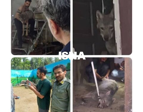 عکس | نگهداری گرگ در یک مغازه کرج!