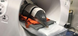 عکس | تصاویری بامزه از رادیولوژی و MRI حیوانات
