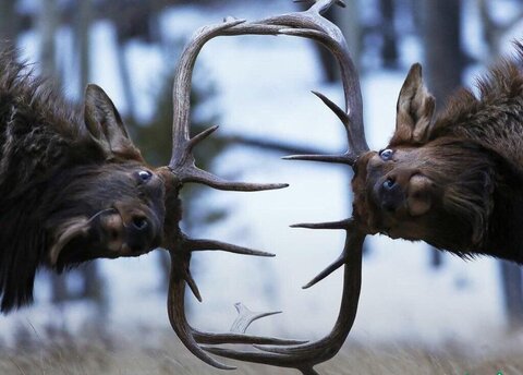 عکس | تصویری بامزه از دعوای دو گوزن باهم