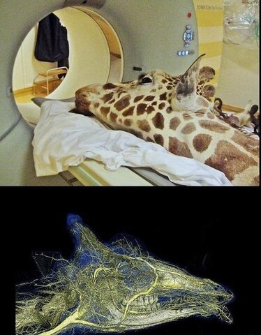 عکس | تصاویری بامزه از رادیولوژی و MRI حیوانات