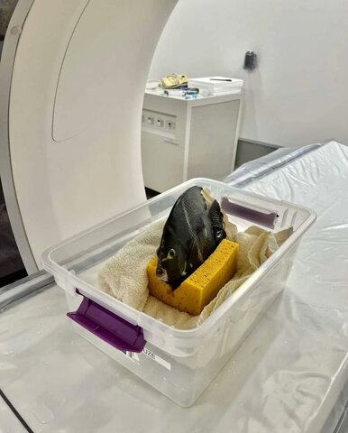 عکس | تصاویری بامزه از رادیولوژی و MRI حیوانات