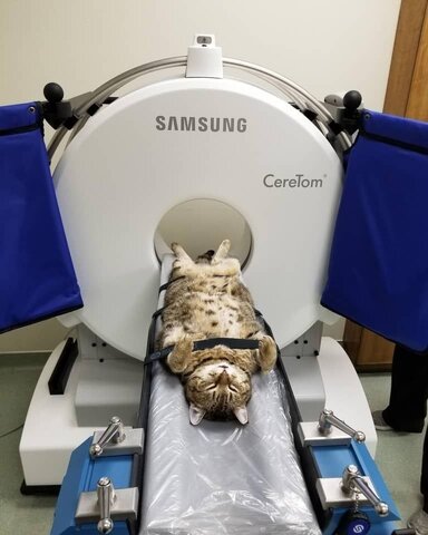 عکس | تصاویری بامزه از رادیولوژی و MRI حیوانات