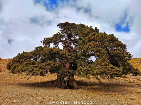 ۲هزار گنج چند هزارساله/ گفتوگو با محسن جعفری درباره دغدغهها و فعالیتهایش برای حفظ درختان کهنسال کشورمان