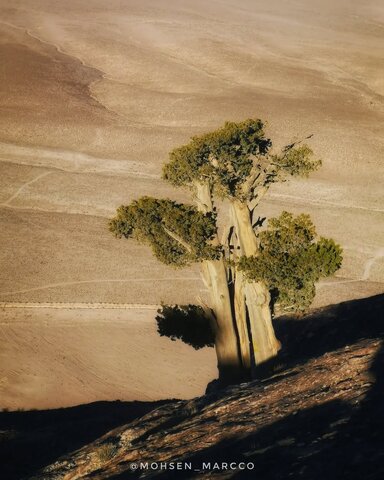 ۲هزار گنج چند هزارساله/ گفتوگو با محسن جعفری درباره دغدغهها و فعالیتهایش برای حفظ درختان کهنسال کشورمان