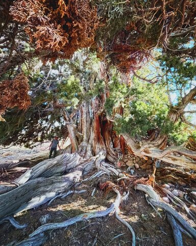 ۲هزار گنج چند هزارساله/ گفتوگو با محسن جعفری درباره دغدغهها و فعالیتهایش برای حفظ درختان کهنسال کشورمان